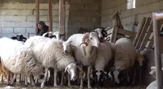 Aydın Büyükşehir Belediye Başkanı, Koyunları Telef Olan Üreticiye Yardım Etti