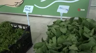 Nilüfer'de Balkon Tarımı Fidelerle Yaygınlaşıyor