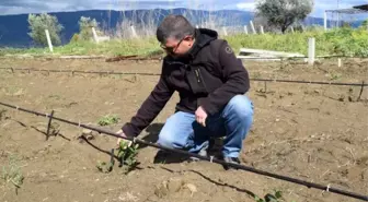 Sarıgöllü çiftçiler 'süper meyve aronia'dan umutlu