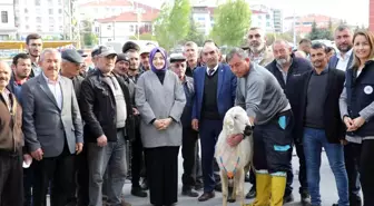Akyurt Belediyesi 74 Çiftçiye Hibeli Damızlık Koç Dağıttı