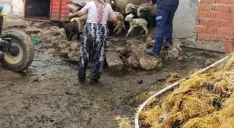 Hayvan damında yangın çıktı, onlarca küçükbaş hayvan kurtarıldı