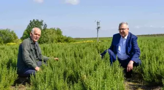 Karacabey, aromatik bitki alanında da dikkat çekiyor