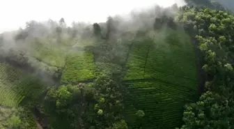 Çin'in Anhui Eyaletindeki Sis Kaplı Çay Tarlasının Muhteşem Manzarası