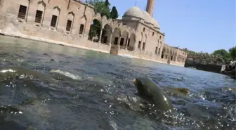 Deprem ve sel felaketinden sonra çamur rengini alan Balıklıgöl artık berrak