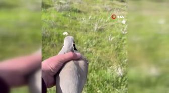Yaralı keklik tedavisi yapıldıktan sonra doğaya salındı