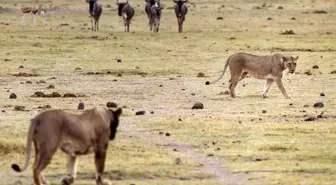 Kenya'da 6 aslan ölü bulundu