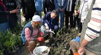 Kursiyerler uygulamalı olarak zeytin budadı