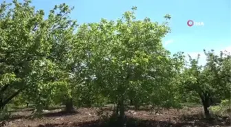 Tarım arazilerinin su ihtiyacını güneşten ürettiği enerji ile karşılıyor