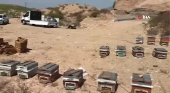 Bal arılarının tatlı bal yolculuğu başladı