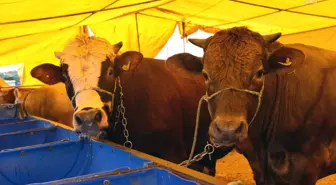 Çorlu'da Kurban Satış Merkezi İçin Kayıtlar Başlıyor