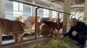 Ordu'da besiciler yeni ahır sistemini benimsedi