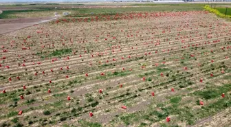 Amik Ovası'nda turfanda soğan hasadı sona erdi