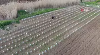 Çiftçi, Doludan Korumak İçin Plastik Pet Şişeler Kullandı