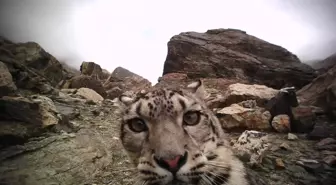 Çin'in Everest Dağı Koruma Alanı'nda 100'den Fazla Kar Leoparı Olduğu Öngörülüyor