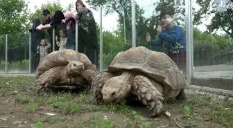 Zoopark'taki kaplumbağalara Dünya Kaplumbağa Günü'nde ziyafet