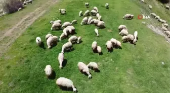 22 yıl Hollanda'da çalışan gurbetçi köyüne dönüp hayvan yetiştiriciliğine başladı
