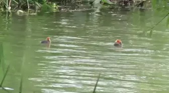 Çin'in Zhejiang Eyaleti Biyoçeşitliliğin Korunmasına Yönelik Önemli Adımlar Atıyor