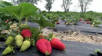 Bu çilek hem daha aromatik hem de daha uzun ömürlü