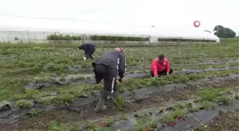 Samsun'da sezonun ilk çileğinin hasadına 19 Mayıs ilçesinde başlandı