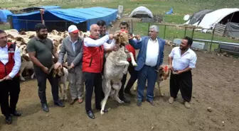 Depremzedelere 43 bin 618 hayvan hibe olarak dağıtılıyor