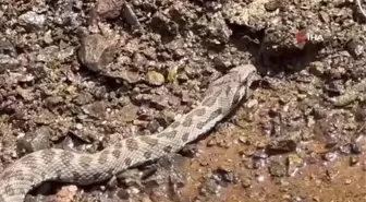 Tunceli'de Ortadoğu ve Orta Asya'da yaşayan Kocabaş Yılanı görüntülendi