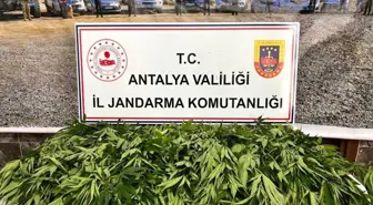 Antalya'da 268 kök kenevir ele geçirildi