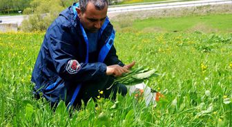 Erzurum'da doğal olarak yetişen yöre bitkileri sebze olarak tüketiliyor