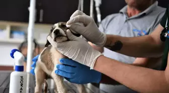 Konyaaltı Belediyesi Sivil Savunma Birimi, Mahsur Kalan Yavru Köpeği Kurtardı