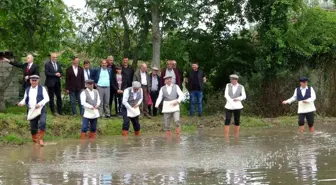 Bafra Ovası'nda çeltik tohumları toprakla buluşuyor