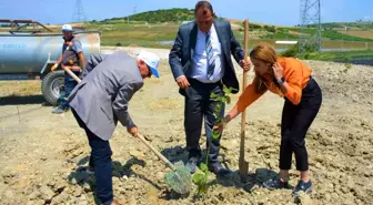 Lapseki'de B Tipi Mesire Alanı'nda Ağaçlandırma Çalışması