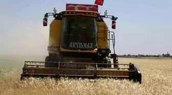 Kilis'te Hububat Hasadı Başladı, Yüksek Rekolte Bekleniyor