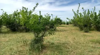 Kırklareli'nde Parçalanmış Ceset Bulundu