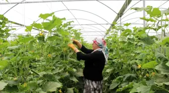 Kadın girişimci bileziklerini satarak sera kurdu