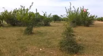 Kırklareli'nde Çuval İçerisinde Parçalanmış Ceset Bulundu