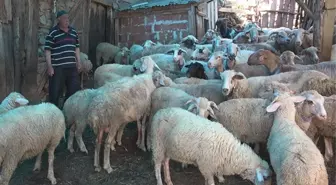 Kurtlar köye inip 50 küçükbaş hayvan telef etti! Köylüler şimdi canından endişe ediyor