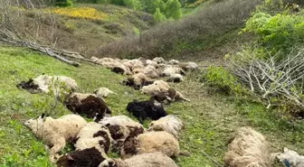 Ordu'da koyun sürülerine ayı saldırdı: 76 koyun telef oldu