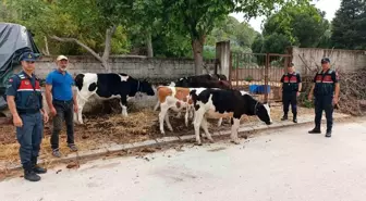 Jandarma, Firar Eden İnekleri Buldu