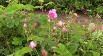 Isparta Uluslararası Gül Festivalinde Gül Toplama Etkinliği