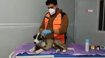 Deprem mağduru hayvanları gönüllü olarak tedavi eden veterinerlik öğrencisi