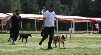 Trakya Şampiyonası'nda Köpekler Yarıştı