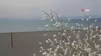 Van Gölü'nün su seviyesinde iyileşme yaşanıyor