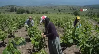 Tokat'ta bağ yaprağı hasadı başladı