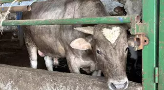 Alnındaki kalp şekliyle kurbanlık almak için çiftliğe gelen vatandaşları şaşırtan dana