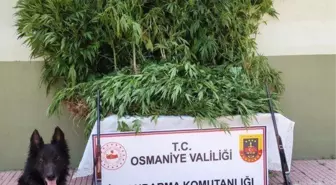 Osmaniye'de Uyuşturucu Operasyonu: 80 Kök Kenevir Ele Geçirildi