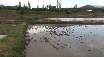 Sağanak yağış çeltik arazilerine zarar verdi