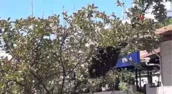 Şehrin Göbeğinde Arılar Oğul Verdi