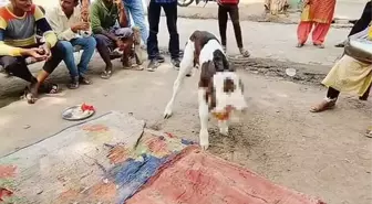 Çift başlı doğan buzağı kasaba halkını şaşırttı! Gözlerinin önünden ayırmıyorlar