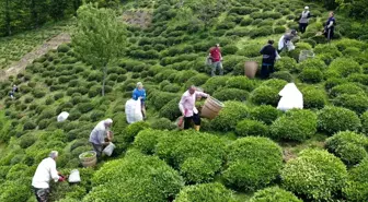 Ordu'da Fındığın Yanında Alternatif Üretim: Çay Hasadı Başladı