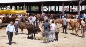 Kurbanlık alımlarında keneye dikkat