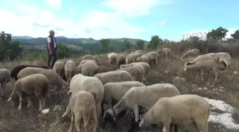 Hayvancılık yapmak zorlaşıyor: Kurban fiyatları vatandaşa pahalı geliyor